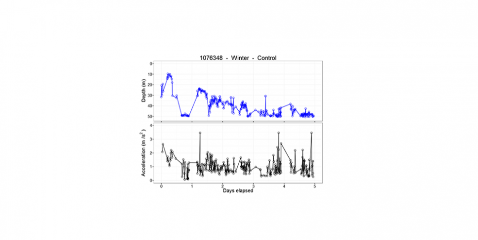 Results from the acoustic transmitters provide acceleration and depth data allowing us to monitor the fish's activity post-release.
